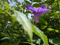 Ipomoea indica image