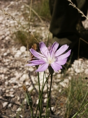 Lygodesmia grandiflora
