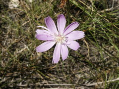 Lygodesmia grandiflora