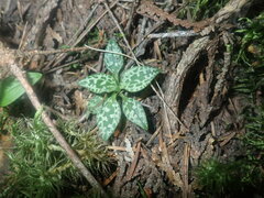 Goodyera repens image