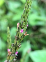 Pseudelephantopus spiralis