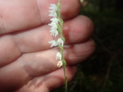 Goodyera repens image