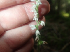 Goodyera repens image