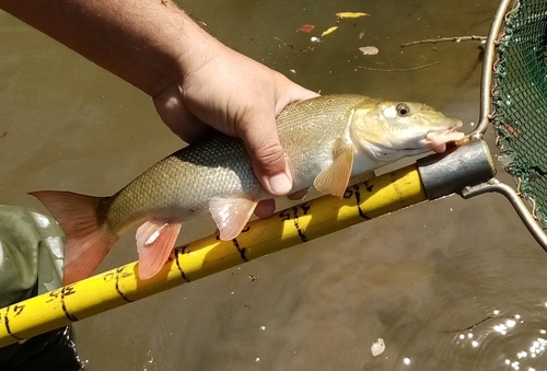 Macedonian barbel (Barbus macedonicus) — Cyprinidae — 3