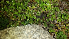 Notogrammitis crassior