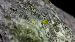 Notogrammitis crassior