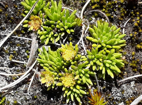 Abrotanella inconspicua (Abrotanella inconspicua)