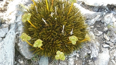 Aciphylla simplex
