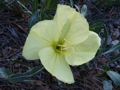 Oenothera howardii