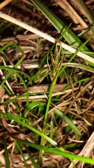 Carex drucei