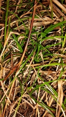 Carex drucei