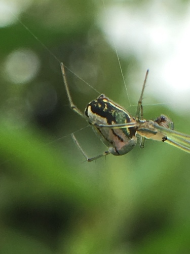 Leucauge bituberculata