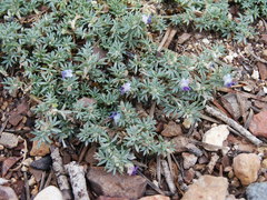 Astragalus kentrophyta