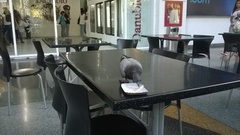 Columba livia domestica