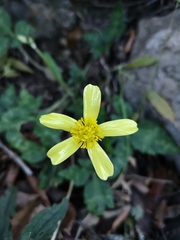 Ranunculus sierrae-orientalis