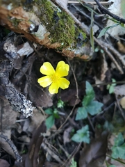 Ranunculus sierrae-orientalis