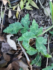 Ranunculus sierrae-orientalis