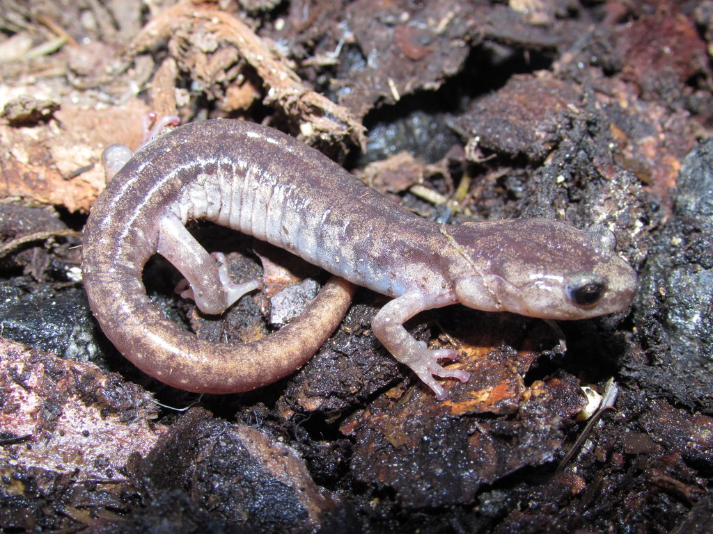 Photo of a Clouded Salamander