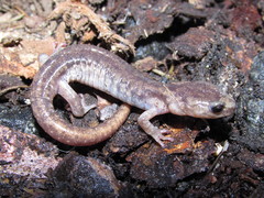 Clouded Salamander photo 5