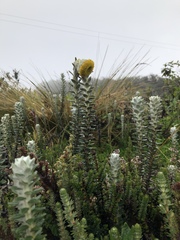 Lasiocephalus ovatus