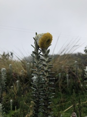 Lasiocephalus ovatus