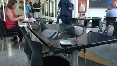 Columba livia domestica