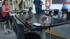 Columba livia domestica