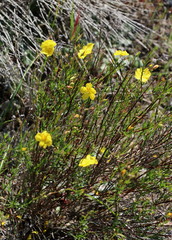 Crocanthemum scoparium