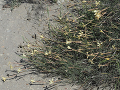 Dianthus caespitosus