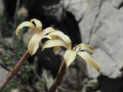 Dianthus caespitosus