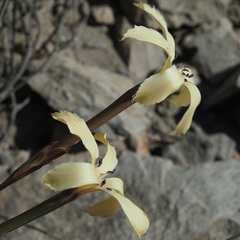 Dianthus caespitosus