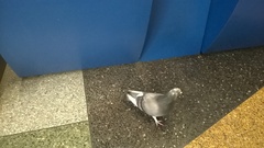 Columba livia domestica