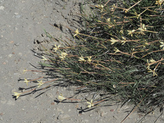 Dianthus caespitosus