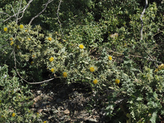 Berkheya onobromoides onobromoides