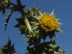 Berkheya onobromoides onobromoides