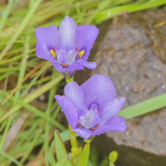 Moraea inclinata