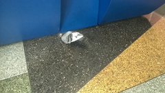 Columba livia domestica