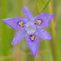 Moraea inclinata