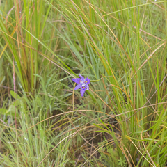 Moraea inclinata