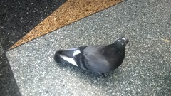 Columba livia domestica