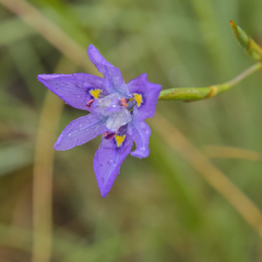 Moraea inclinata