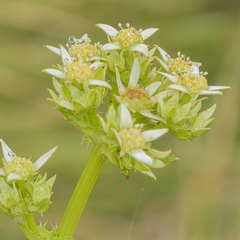 Alepidea amatymbica