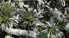 Celmisia laricifolia