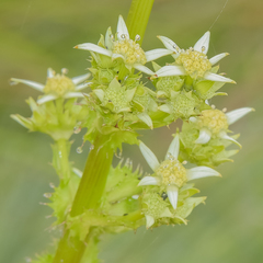 Alepidea amatymbica