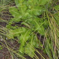 Alepidea amatymbica