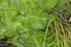 Alepidea amatymbica