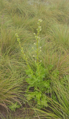 Alepidea amatymbica