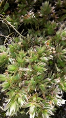 Pimelea oreophila