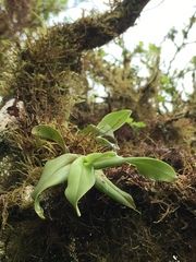 Epidendrum spicatum
