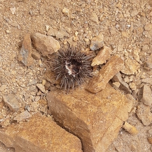 Caenocentrotus gibbosus
